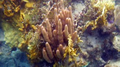 Pillar Coral (Young)